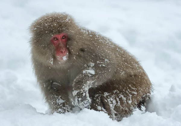 Японский Макак Снегу Японский Макак Научное Название Macaca Fuscata Известный — стоковое фото