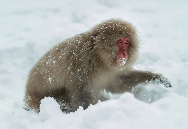 Makak Červenolící Sněhu Japonskou Makaka Vědecký Název Macaca Fuscata Také — Stock fotografie