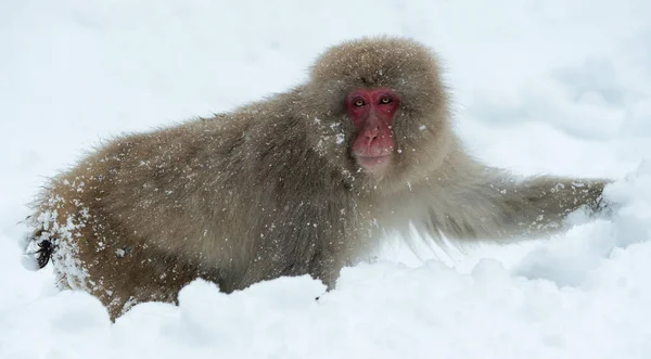 Makak Červenolící Sněhu Japonskou Makaka Vědecký Název Macaca Fuscata Také — Stock fotografie