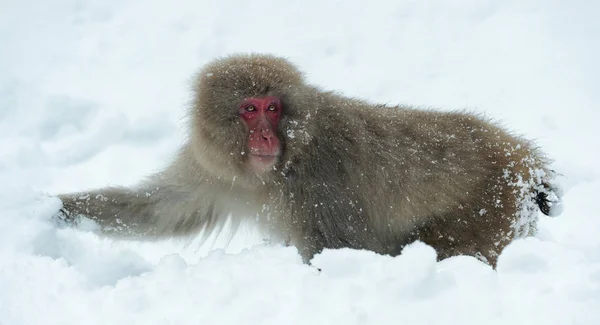 雪の上のニホンザル ニホンザル ニホンザル 雪猿とも呼ばれます 自然の生息地 冬のシーズン — ストック写真