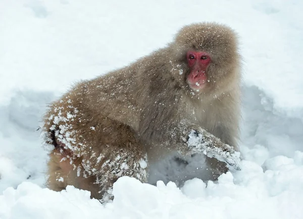 雪の上のニホンザル ニホンザル ニホンザル 雪猿とも呼ばれます 自然の生息地 冬のシーズン — ストック写真