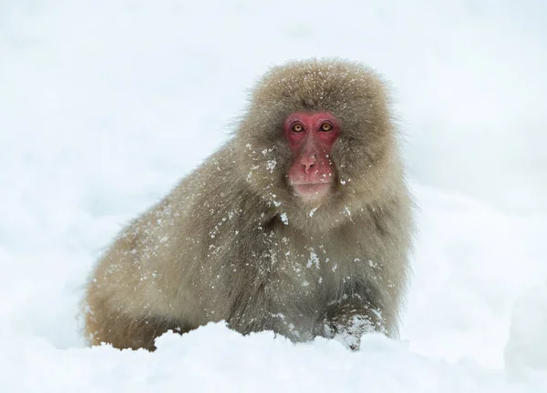 雪の上のニホンザル ニホンザル ニホンザル 雪猿とも呼ばれます 自然の生息地 冬のシーズン — ストック写真