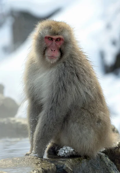 Macaco Japonés Cerca Las Aguas Termales Naturales Macaco Japonés Nombre — Foto de Stock