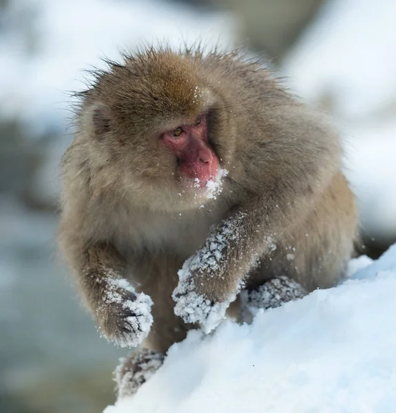 Ιαπωνική Macaque Κοντά Τις Φυσικές Ιαματικές Πηγές Την Ιαπωνική Macaque — Φωτογραφία Αρχείου