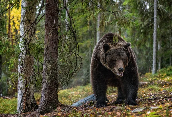 Бурый Медведь Осеннем Лесу Научное Название Ursus Arctos Естественная Среда — стоковое фото