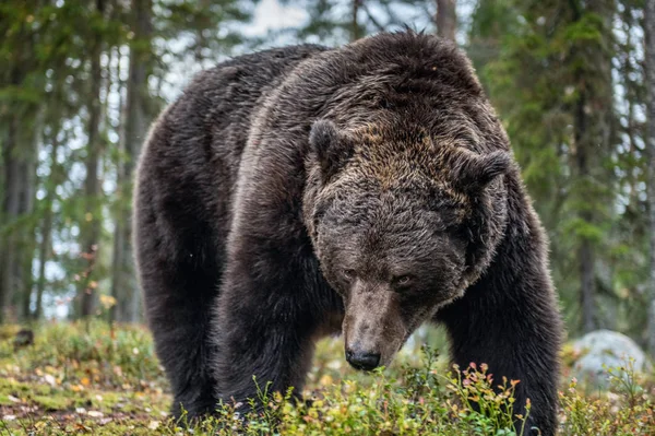 Бурый Медведь Осеннем Лесу Научное Название Ursus Arctos Естественная Среда — стоковое фото