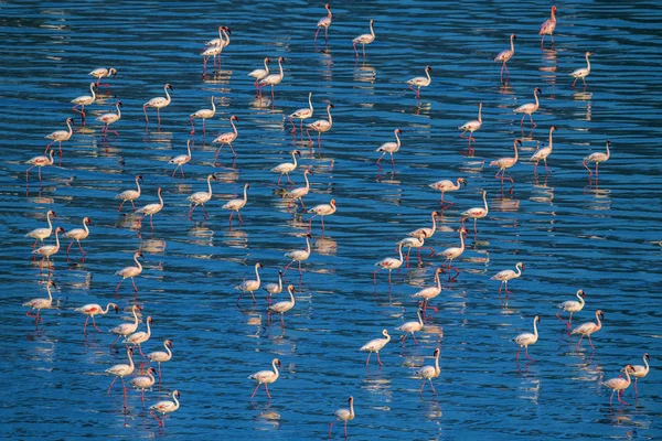 Plameňák Malý Vědecký Název Phoenicoparrus Drobné Plameňáci Vodě Jezera Natron — Stock fotografie