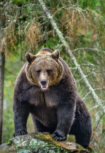 石に耐えます 秋の森の大人の大きな茶色のクマ 科学的な名前 Ursus Arctos 秋の季節に 自然の生息地 — ストック写真