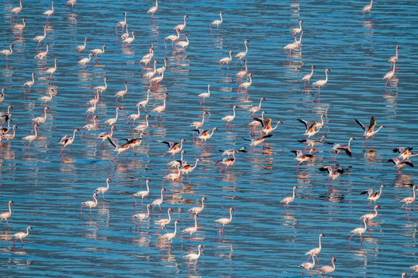 Flaming Mały Nazwa Naukowa Phoenicoparrus Drobne Flamingi Wodzie Jeziora Natron — Zdjęcie stockowe