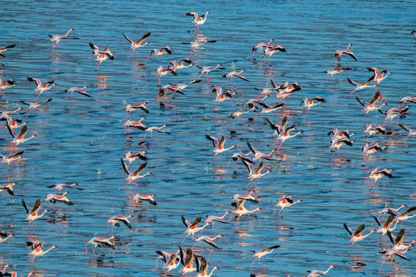 Kis Flamingó Tudományos Név Phoenicoparrus Kisebb Flamingók Víz Nátron Naplementekor — Stock Fotó