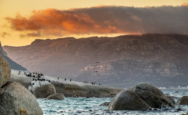 Pingüinos Africanos Cormoranes Costa Atardecer Pingüino Africano Spheniscus Demersus También —  Fotos de Stock