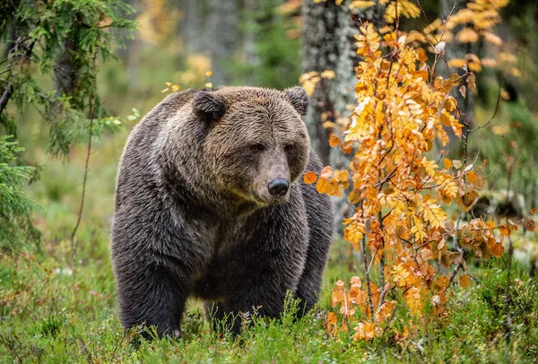 Oso Pardo Bosque Otoño Nombre Científico Ursus Arctos Hábito Natural — Foto de Stock