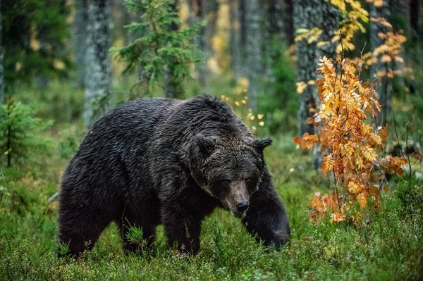 Бурый Медведь Осеннем Лесу Научное Название Ursus Arctos Естественная Среда — стоковое фото