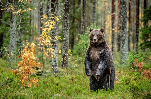 Καφέ Αρκούδα Στέκεται Στα Πίσω Πόδια Του Στο Δάσος Φθινόπωρο — Φωτογραφία Αρχείου