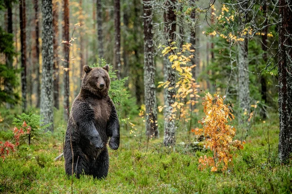 Braunbär Steht Auf Seinen Hinterbeinen Herbstwald Wissenschaftlicher Name Ursus Arctos — Stockfoto