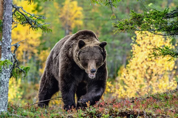 Boz Ayı Sonbahar Ormanın Içinde Bilimsel Adı Ursus Arctos Doğal — Stok fotoğraf