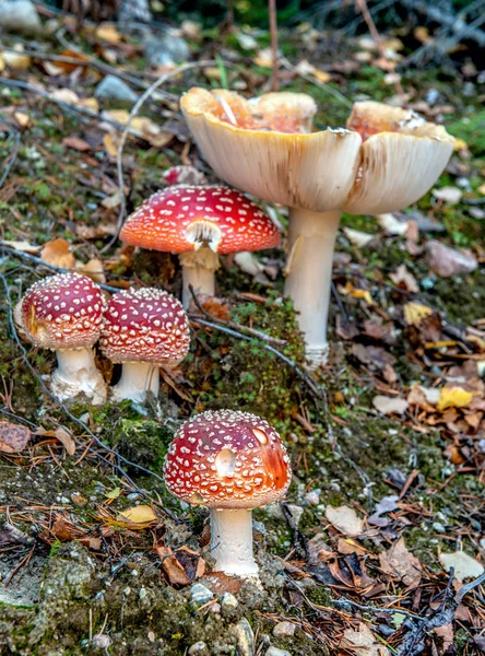 Muchomůrka Lese Detailní Foto Skupina Hub Lese Vodorovně — Stock fotografie