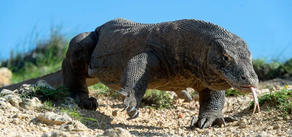 Komodo Drago Annusa Aria Con Lingua Biforcuta Nome Scientifico Varanus — Foto Stock