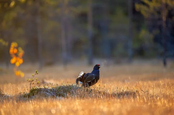 Lekking Korhoen Tetrao Tetrix Met Stoom Adem Sunrise Backlight Herfst — Stockfoto