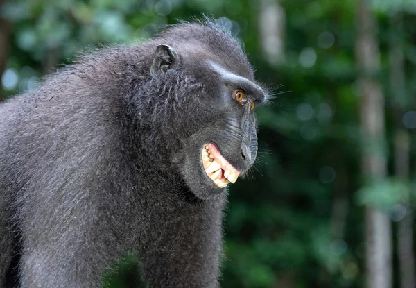 Macaco Sorridente Celebes Crista Macaco Também Conhecido Como Macaco Preto — Fotografia de Stock