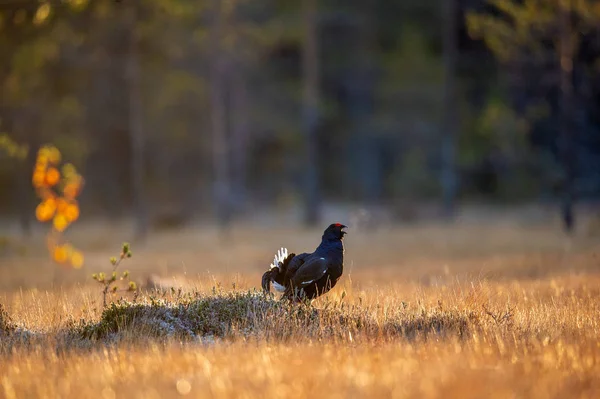 Lekking Černá Tetřev Tetrao Tetrix Parní Dech Sunrise Podsvícení Brzy — Stock fotografie