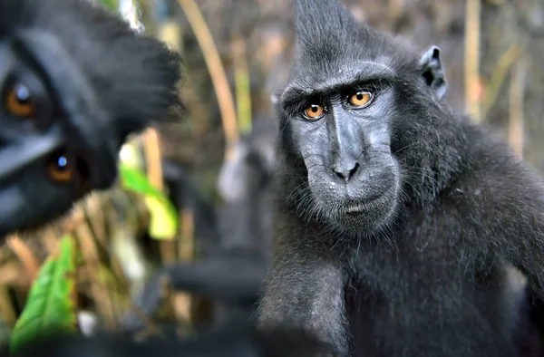 Celebração com o nascimento de um macaco-negro-de-sulawesi