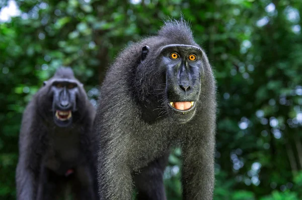 Lachende Makaak Celebes Crested Makaak Ook Bekend Als Crested Zwarte — Stockfoto
