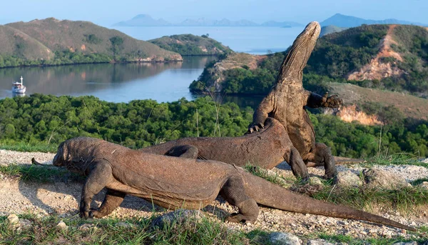 コモドドラゴン ヴァラヌス Komodoensis は後ろ足で立っているし 空気の手引き 世界で最大の生きているトカゲです 上島リンチャ島 インドネシア — ストック写真