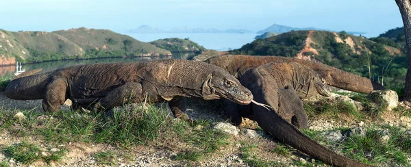 Komodo Dragon Sniffs Vzduchu Rozeklaným Jazykem Vědecký Název Varanus Nebulosus — Stock fotografie