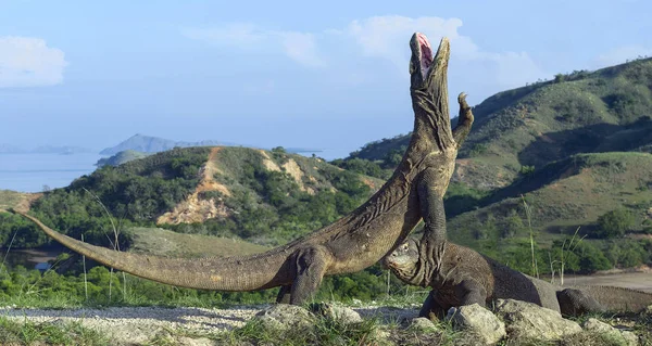 コモドドラゴン ヴァラヌス Komodoensis その後脚と開口の上に立ちます 世界で最大の生きているトカゲです 上島リンチャ島 インドネシア — ストック写真