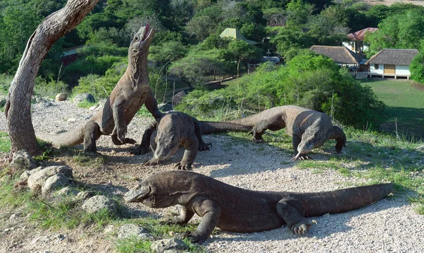 Komodo Dragon Raised Head Opened Mouth Biggest Living Lizard World — Stock Photo, Image