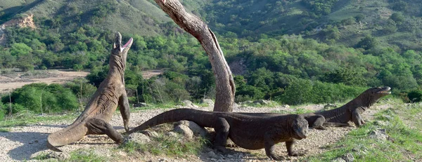 コモドドラゴン 頭を上げて 口を開いた 世界で最大の生きているトカゲ 科学的な名前 ヴァラヌス Komodoensis 自然の生息地 Rinca インドネシア — ストック写真