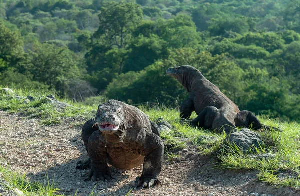 Komodo dragon başını yükseltir ve havayı kokluyor. Bilimsel adı: Varanus komodoensis. Doğal yaşam alanı. Bu dünyanın en büyük yaşam kertenkele var. Ada Rinca. Endonezya. 