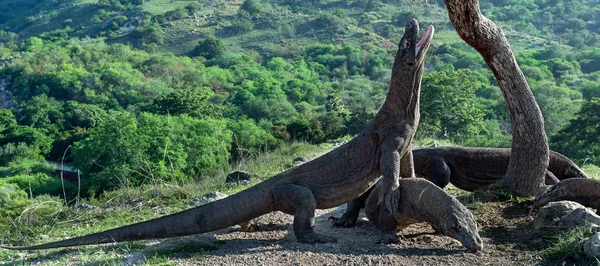 Komodo Dragon Baş Kaldırdı Bir Ağzını Açtı Dünyanın Büyük Yaşam — Stok fotoğraf