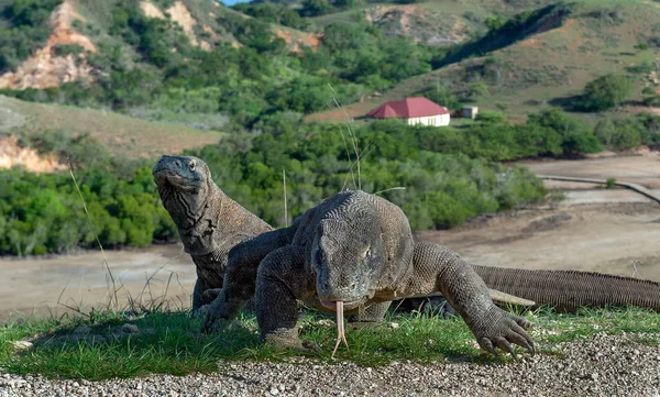 コモドドラゴンの手引き彼の二枚舌と空気 科学的な名前 ヴァラヌス Komodoensis 自然の生息地の世界生きているトカゲで最大 島リンチャ島 — ストック写真