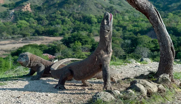 Der Komododrache Hob Den Kopf Und Öffnete Einen Mund Die — Stockfoto