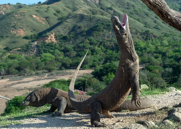 Komodói Sárkány Varanus Komodoensis Áll Hátsó Lábak Nyitott Szájjal Világon — Stock Fotó