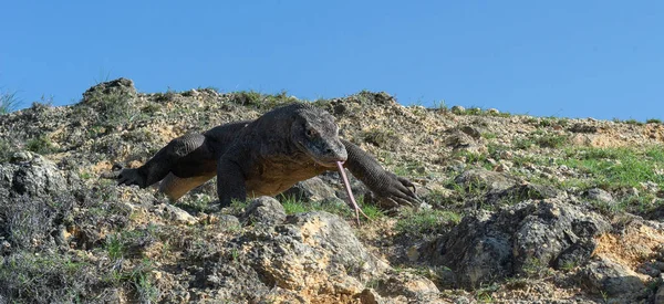 Аллея Комодского Дракона Научное Название Varanus Komodoensis Крупнейшая Мире Ящерица — стоковое фото