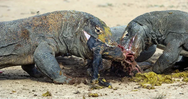 Dragões Rasgaram Presa Dragão Komodo Nome Científico Varanus Komodoensis Maior — Fotografia de Stock