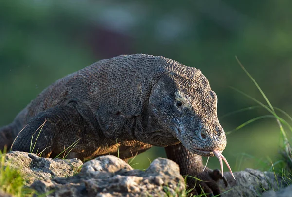 コモドドラゴンの手引き彼の二枚舌と空気 科学的な名前 ヴァラヌス Komodoensis 自然の生息地の世界生きているトカゲで最大 島リンチャ島 — ストック写真