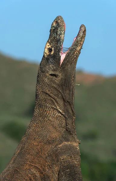Komodo Dragon Raised Head Opened Mouth Biggest Living Lizard World — Stock Photo, Image