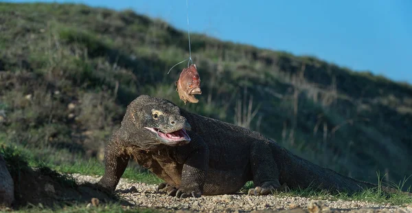 Dragón Komodo Varanus Komodoensis Está Parado Sus Patas Traseras Boca — Foto de Stock