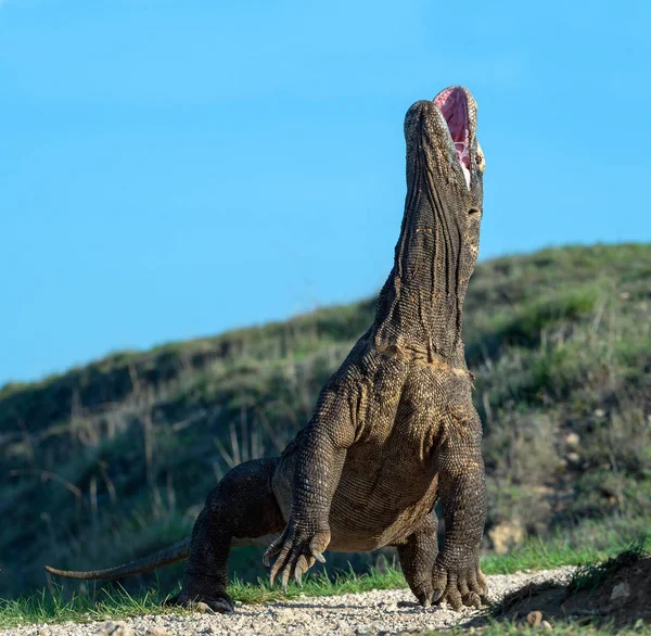 Dragão Komodo Varanus Komodoensis Está Suas Patas Traseiras Boca Aberta — Fotografia de Stock