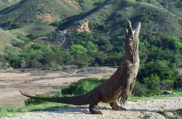 The Komodo dragon (Varanus komodoensis) stands on its hind legs and open mouth. It is the biggest living lizard in the world. On island Rinca. Indonesia. — Stock Image Komodo Dragon Varanus Komodoensis Stands Its Hind Legs Open Mouth Royalty Free Stock Images