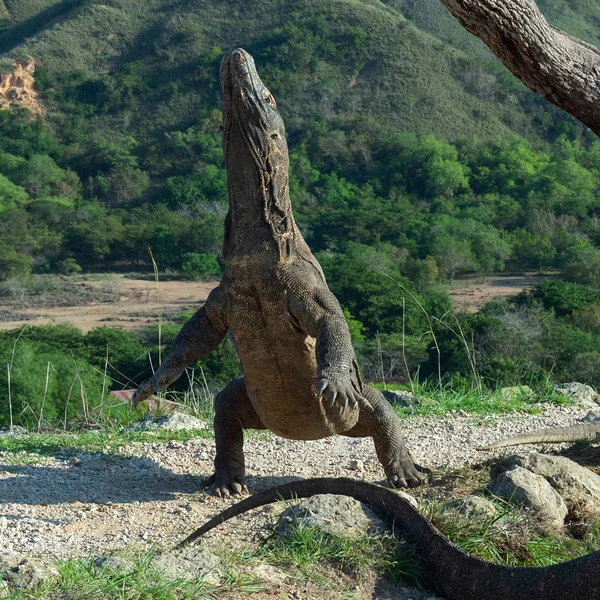The Komodo dragon (Varanus komodoensis) stands on its hind legs and sniffs the air. It is the biggest living lizard in the world. On island Rinca. Indonesia. — Stock Image Komodo Dragon Varanus Komodoensis Stands Its Hind Legs Sniffs Air Stock Image