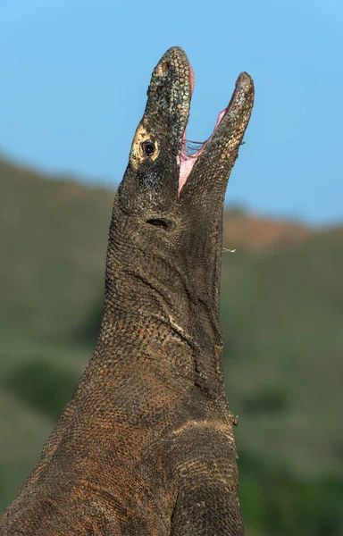 The Komodo dragon raised the head and opened a mouth. Biggest living lizard in the world. Scientific name: Varanus komodoensis. Natural habitat, Island Rinca. Indonesia. — Stock Image Komodo Dragon Raised Head Opened Mouth Biggest Living Lizard World Stock Image