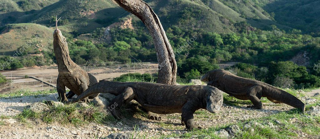 Самая Большая В Мире Фото Название