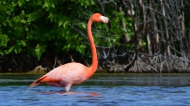 Yetişkin ve çocuk Amerikan flamingolar. Amerikan flamingo veya Karayip flamingo, bilimsel adı: Phoenicopterus ruber. 4k