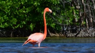 Yetişkin Amerikalı flamingo. Amerikan flamingo veya Karayip flamingo, bilimsel adı: Phoenicopterus ruber. 4k