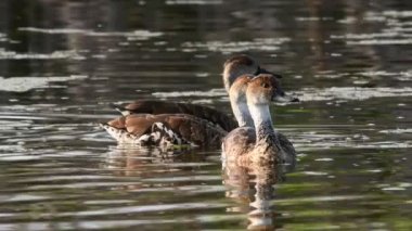 Batı Hint ıslıkçı ördek, bilimsel adı: Dendrocygna arborea. Islıkçı ördek siyah gagalı veya Batı Hint ağacı ördek.